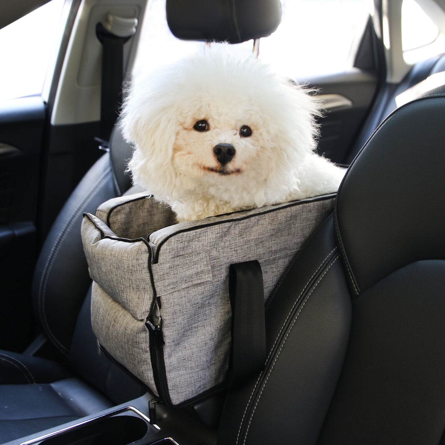 PawVoyage